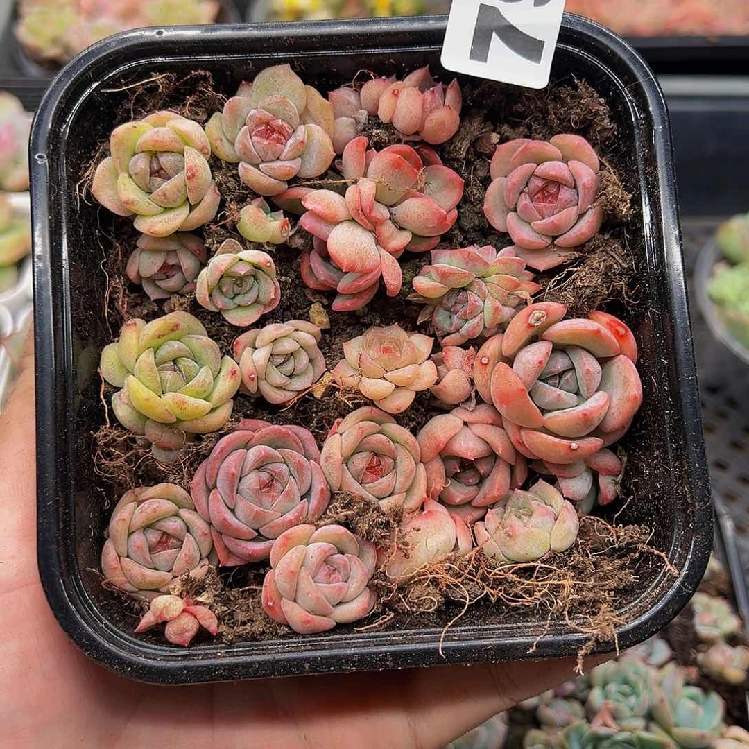 多肉植物多肉植物797