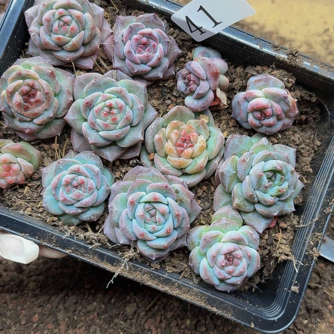 多肉植物多肉植物41