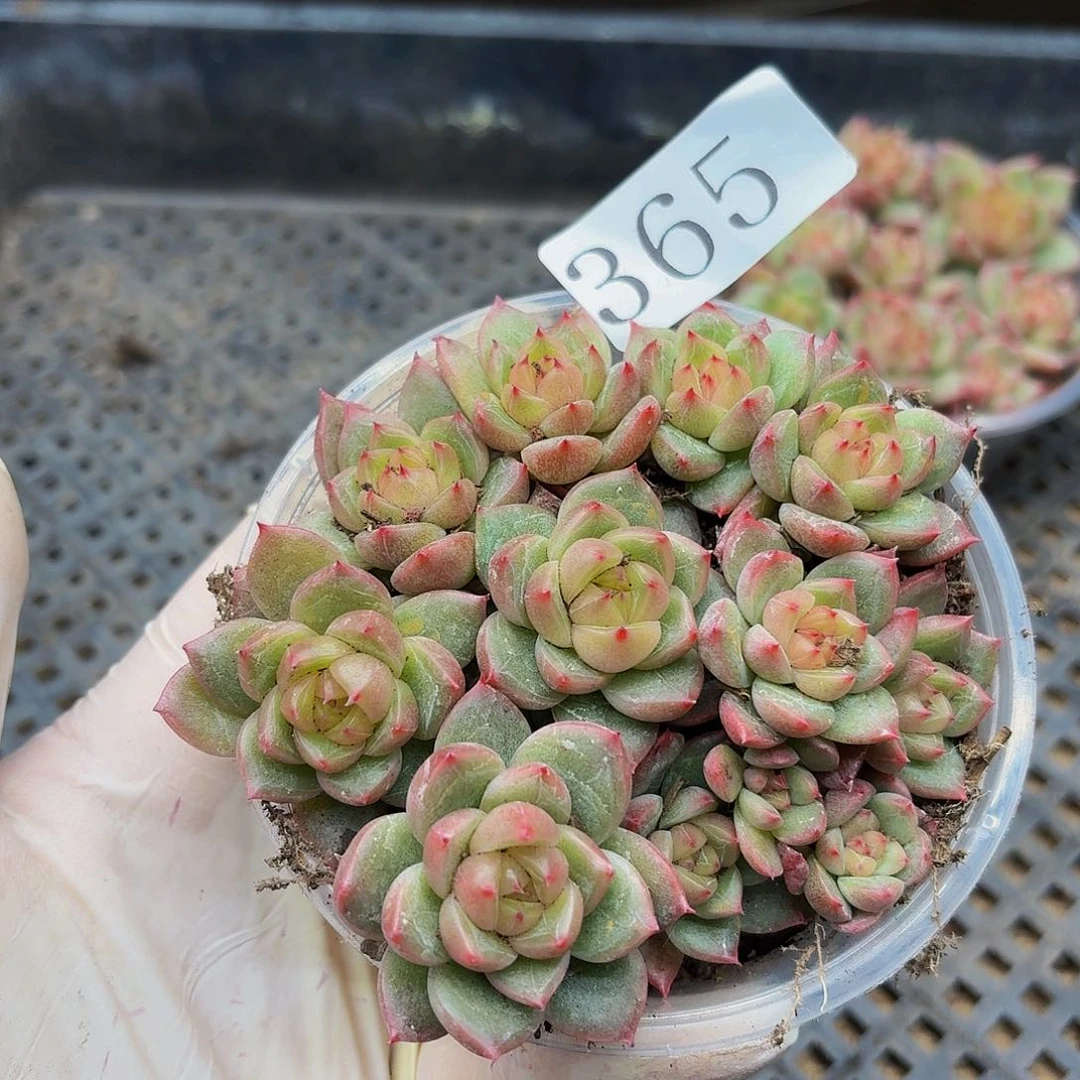 多肉植物多肉植物365