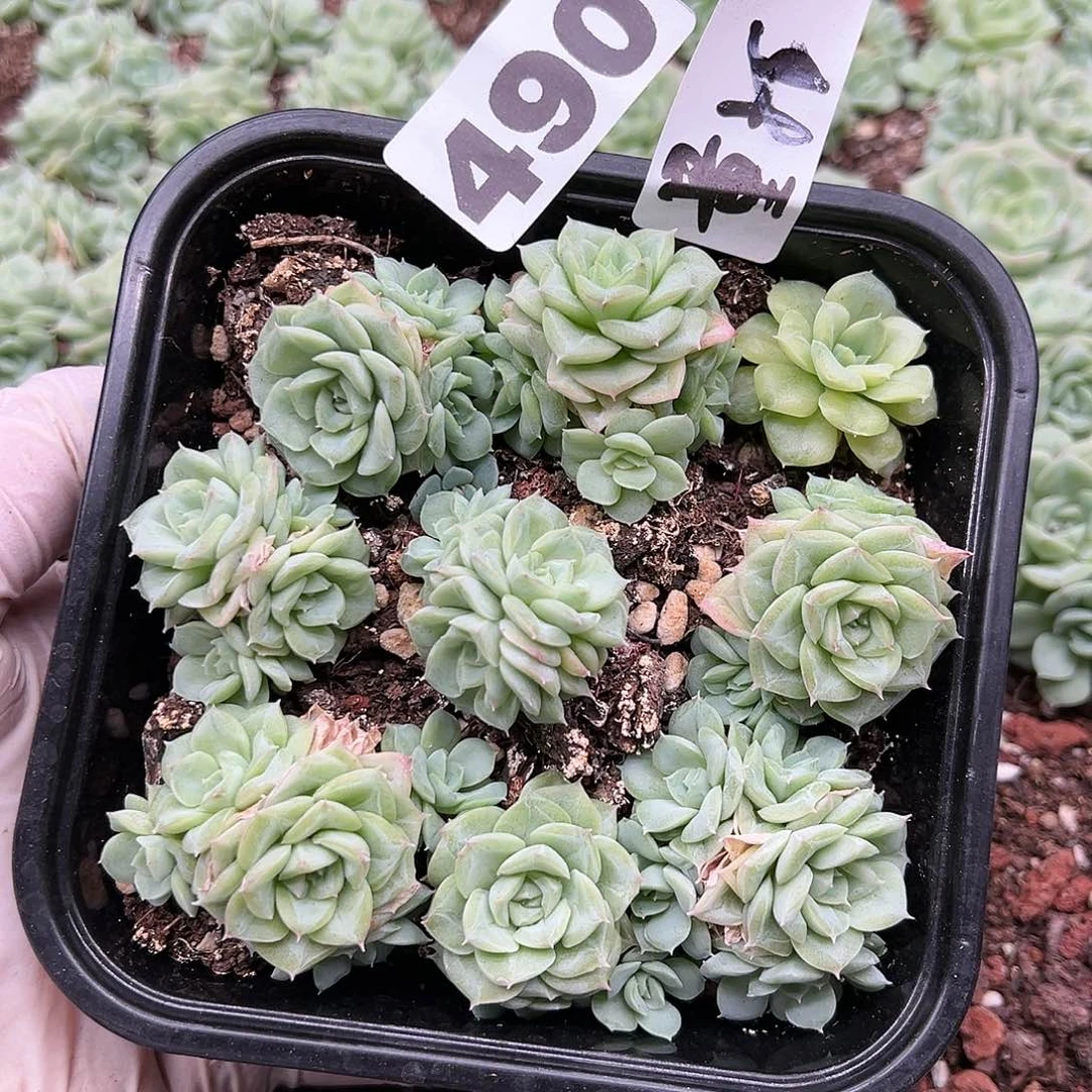 多肉植物多肉植物490量拍