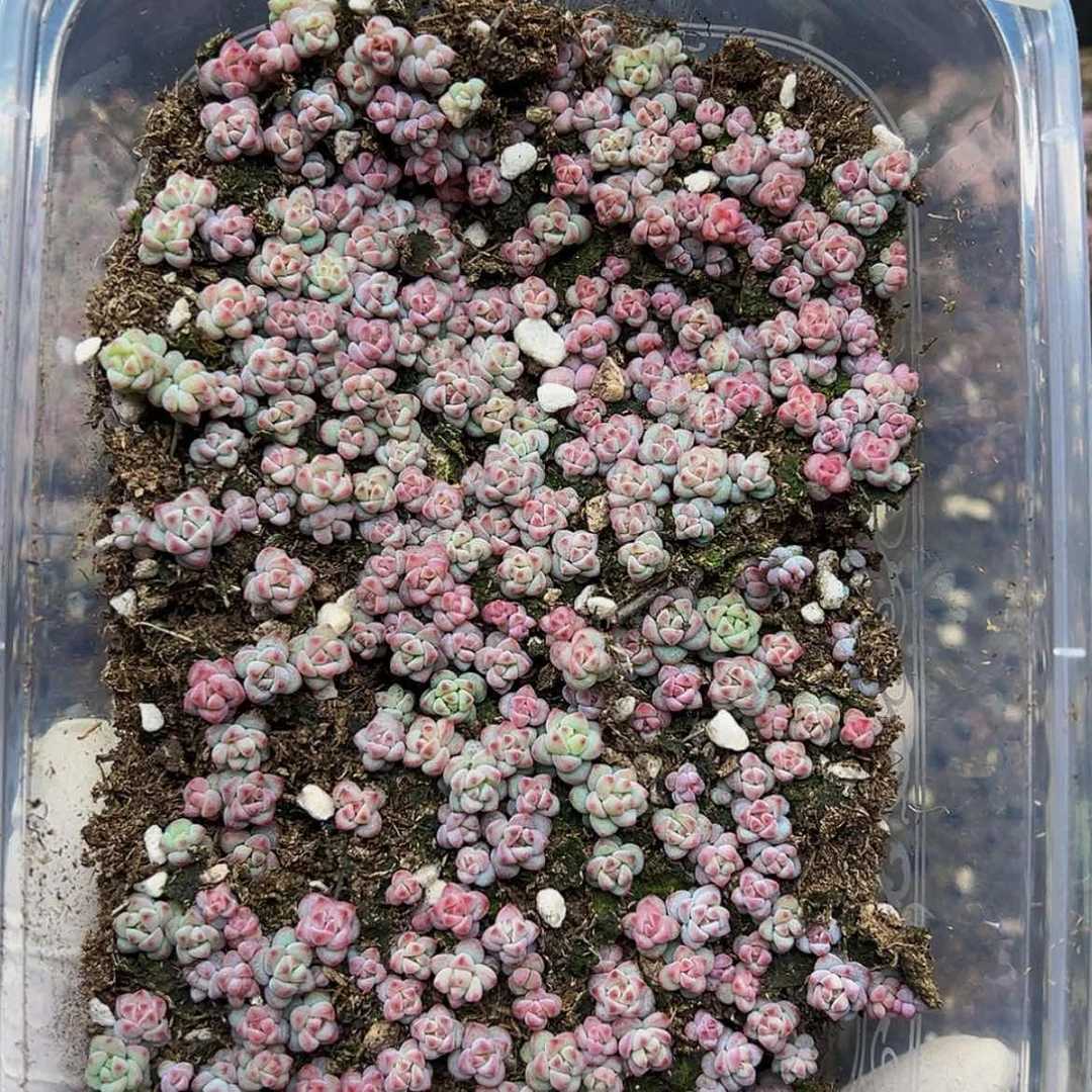 【闪购商品】多肉植物68