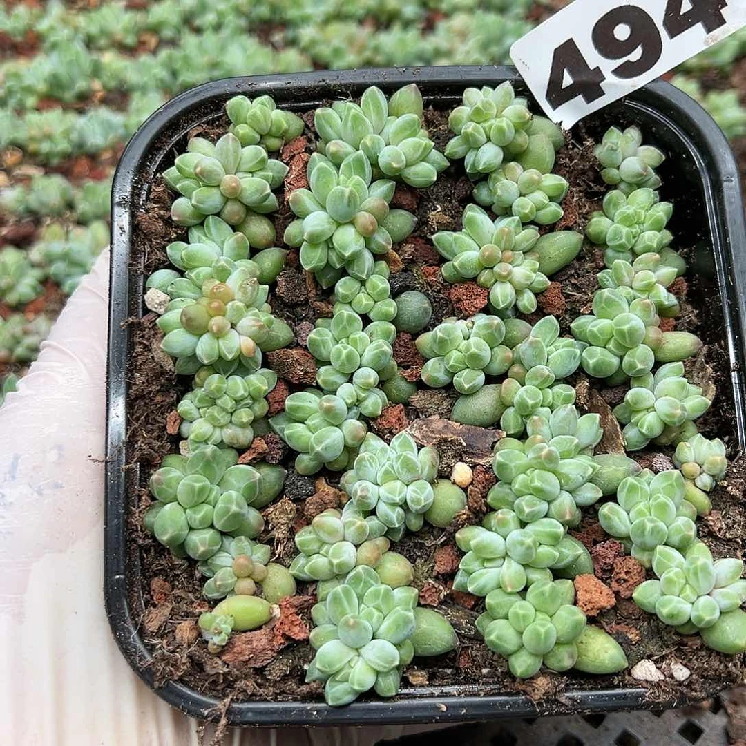 多肉植物多肉植物494