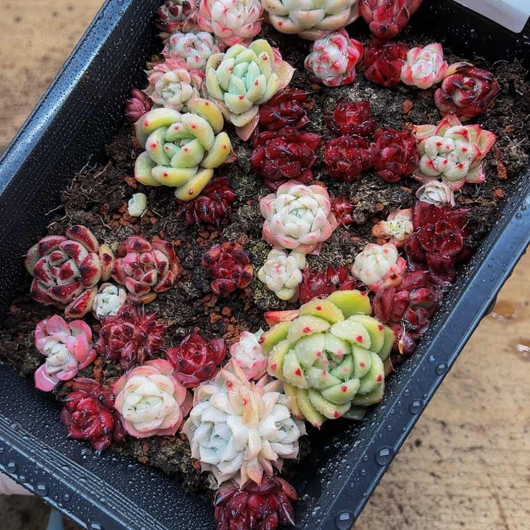【闪购商品】多肉植物54