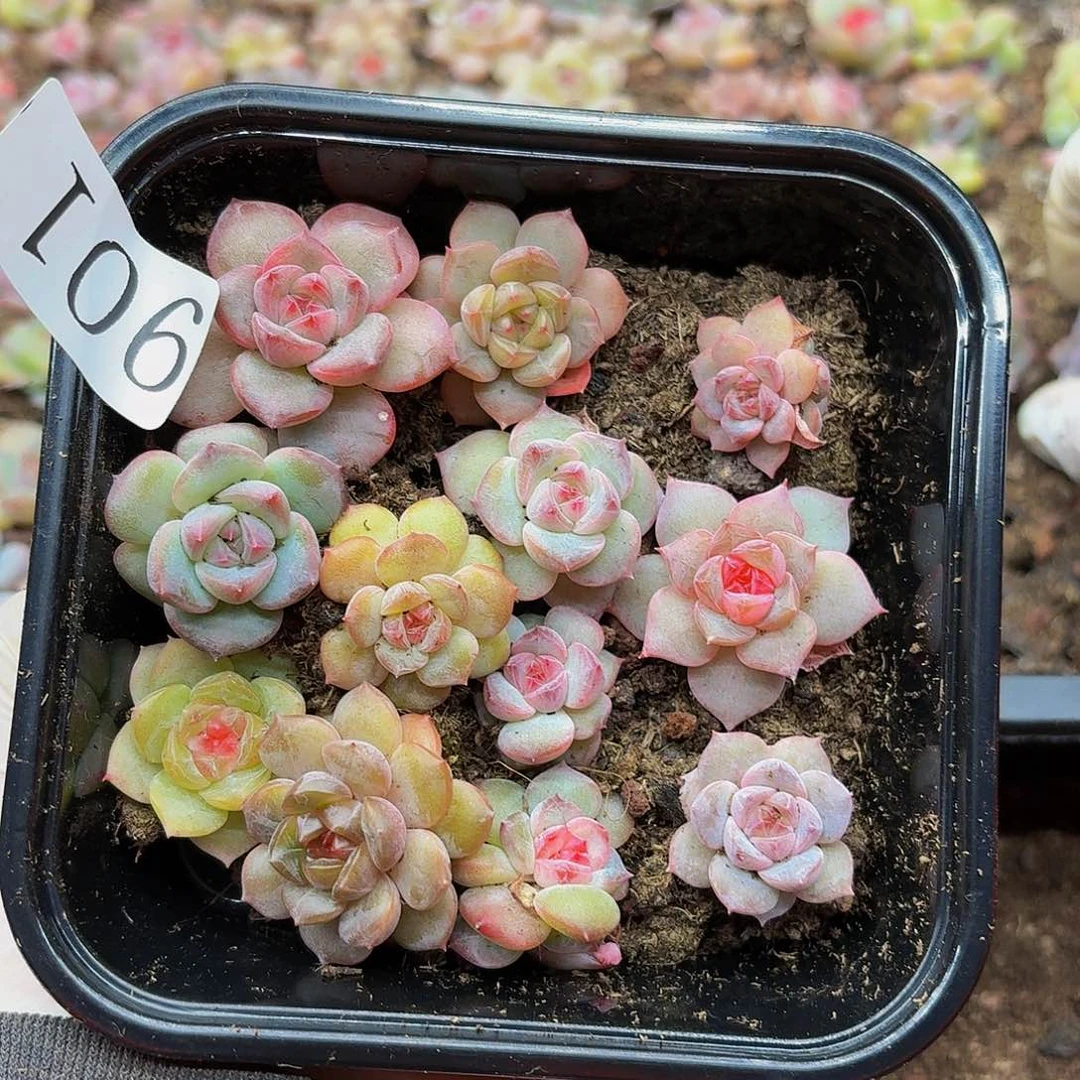 多肉植物多肉植物901