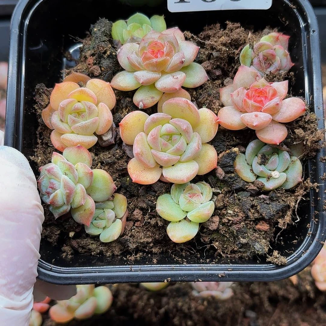 多肉植物多肉植物139