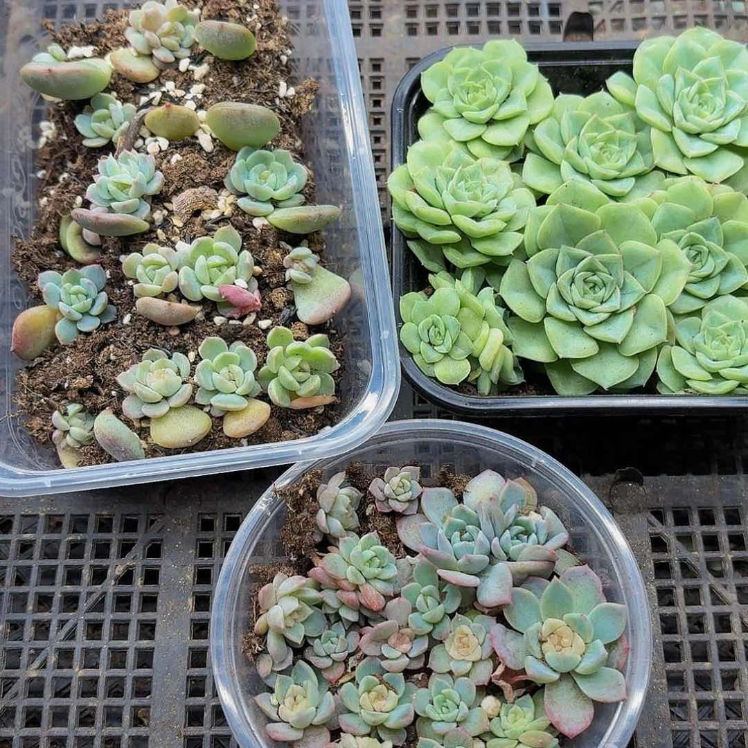 多肉植物多肉植物812