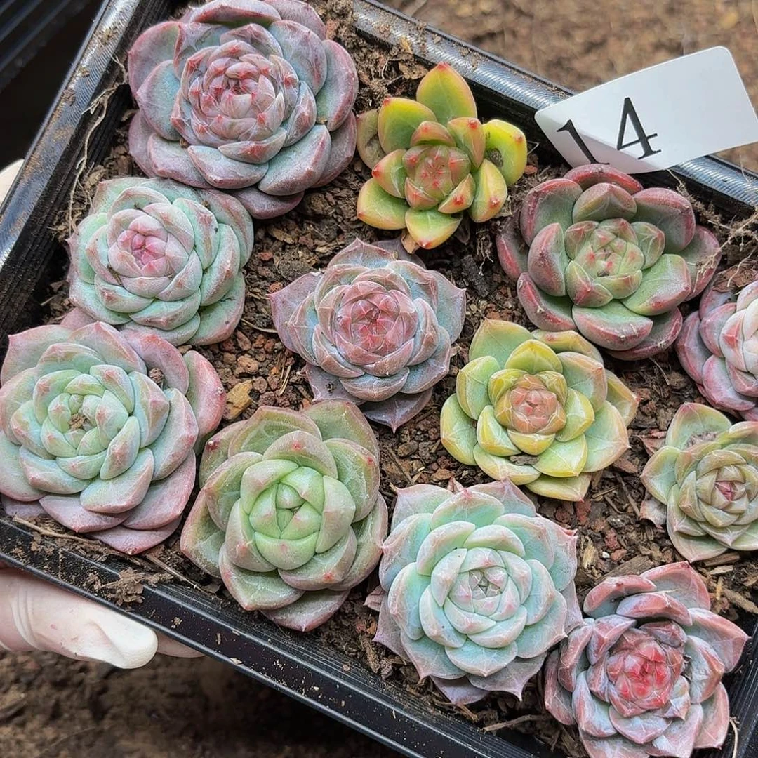 多肉植物多肉植物14