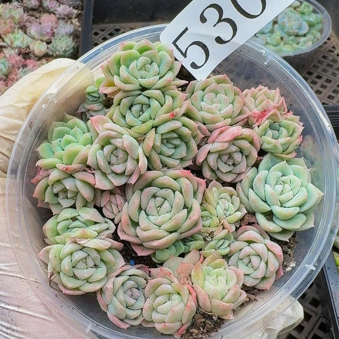 多肉植物多肉植物530