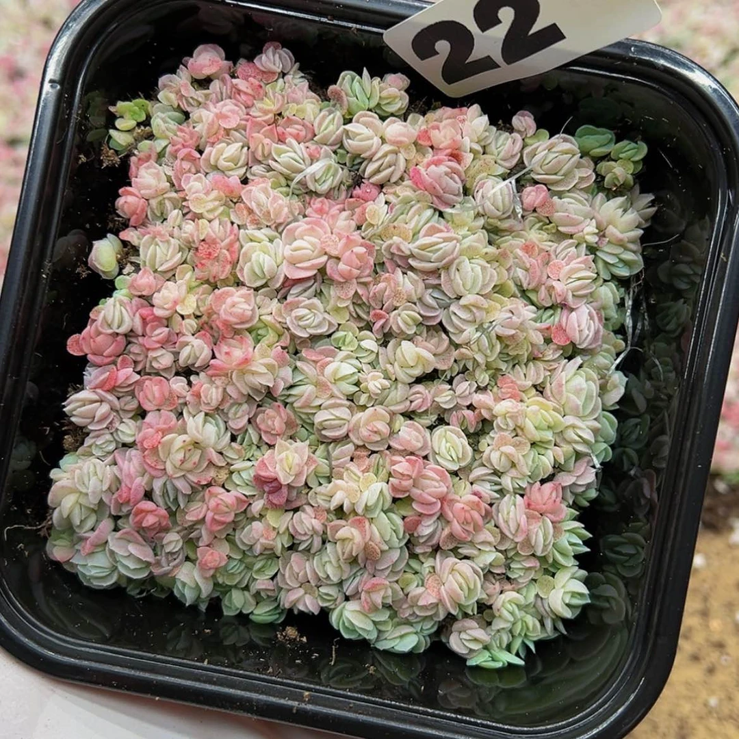 【闪购商品】多肉植物22