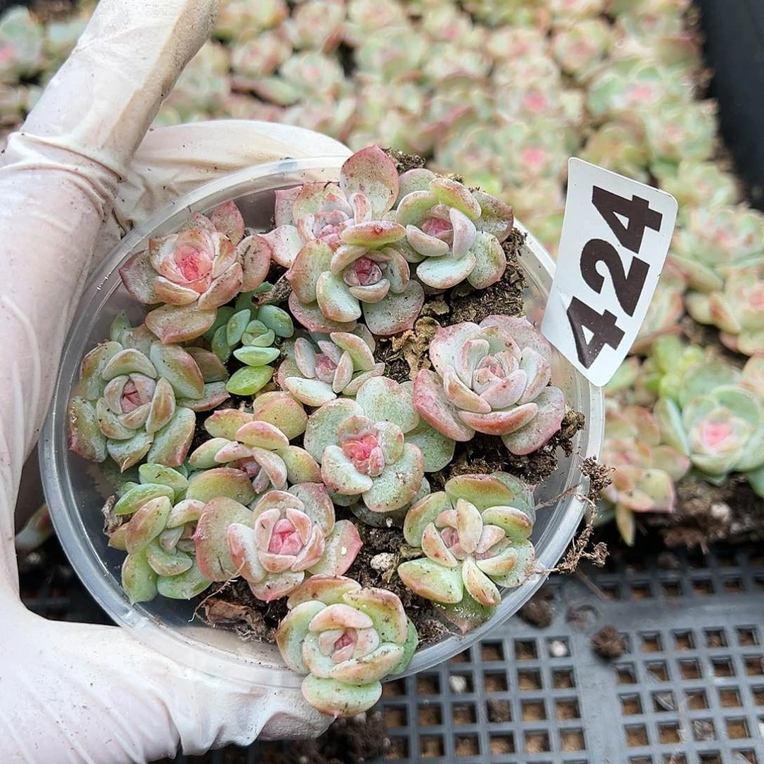 多肉植物多肉植物424