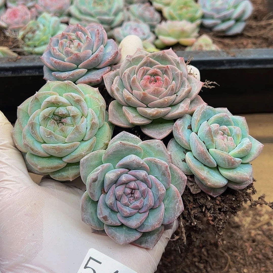 多肉植物多肉植物545