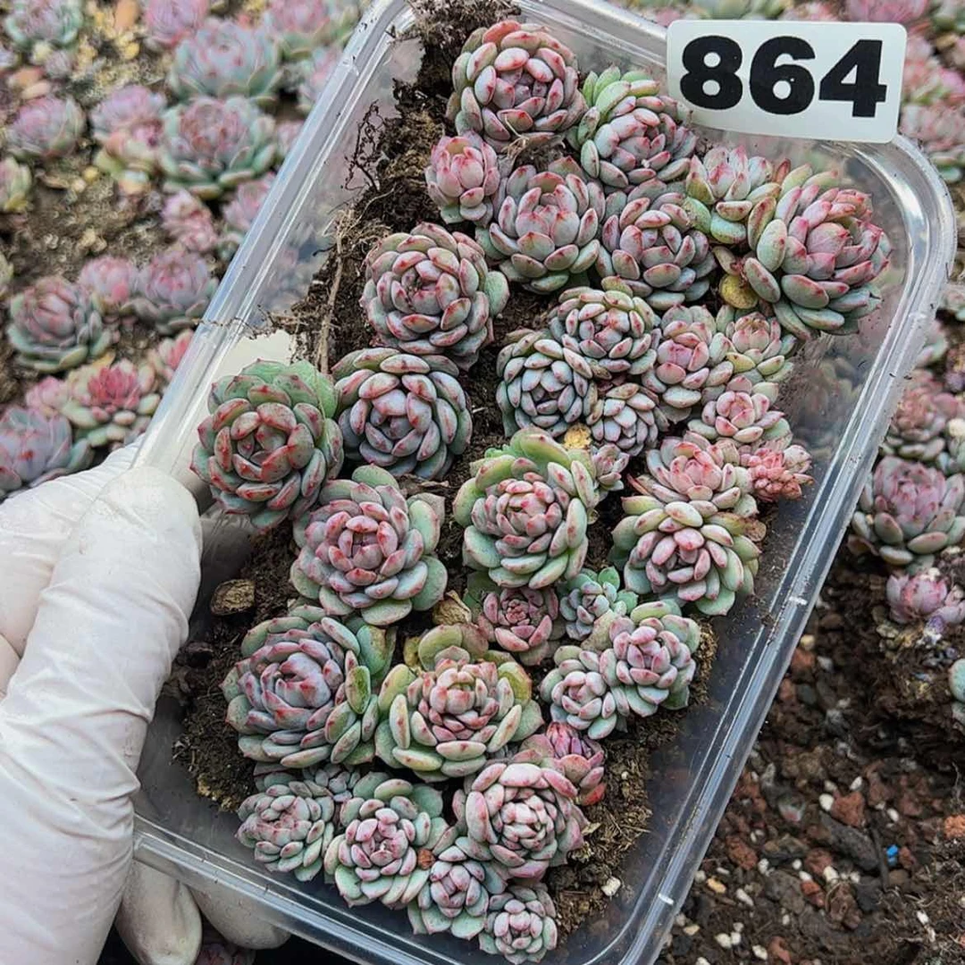 【闪购商品】864量拍