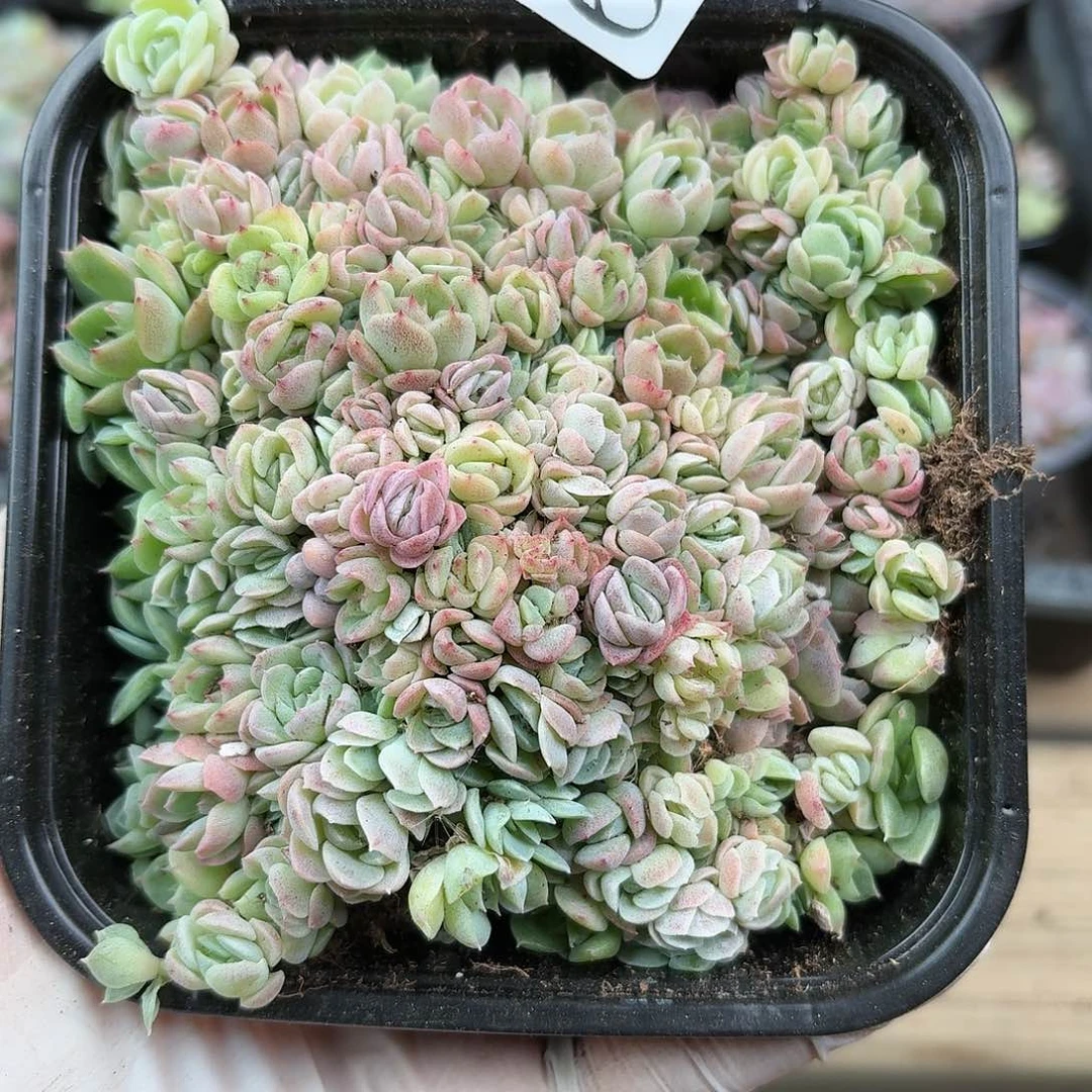 多肉植物多肉植物676