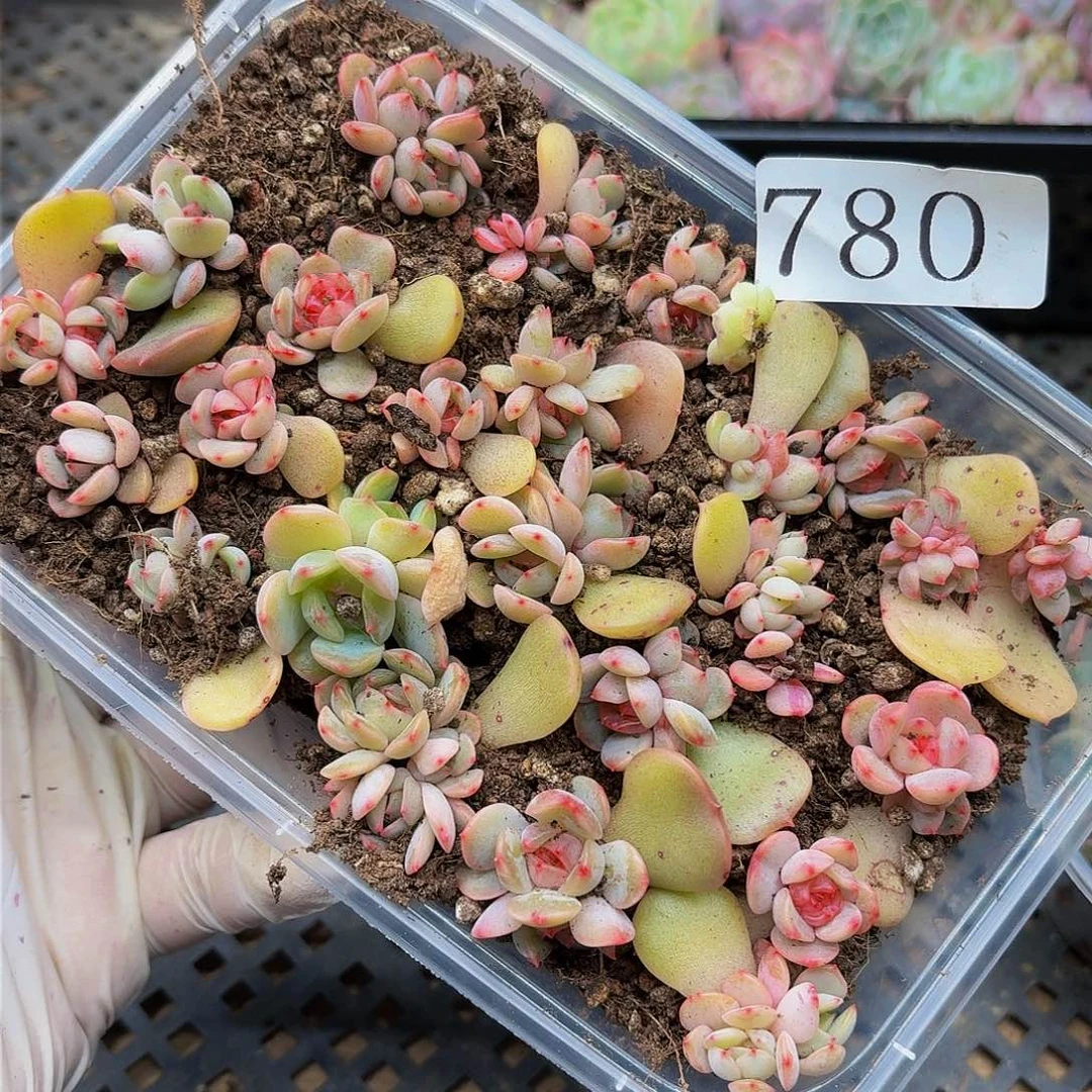 多肉植物多肉植物780