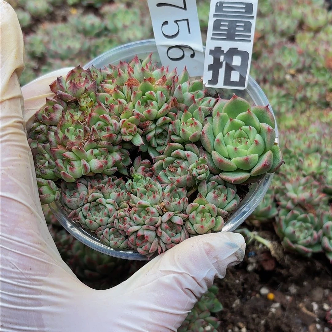 多肉植物多肉植物756量拍