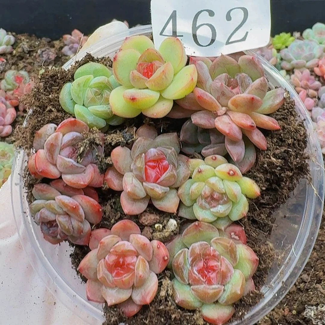 多肉植物多肉植物462