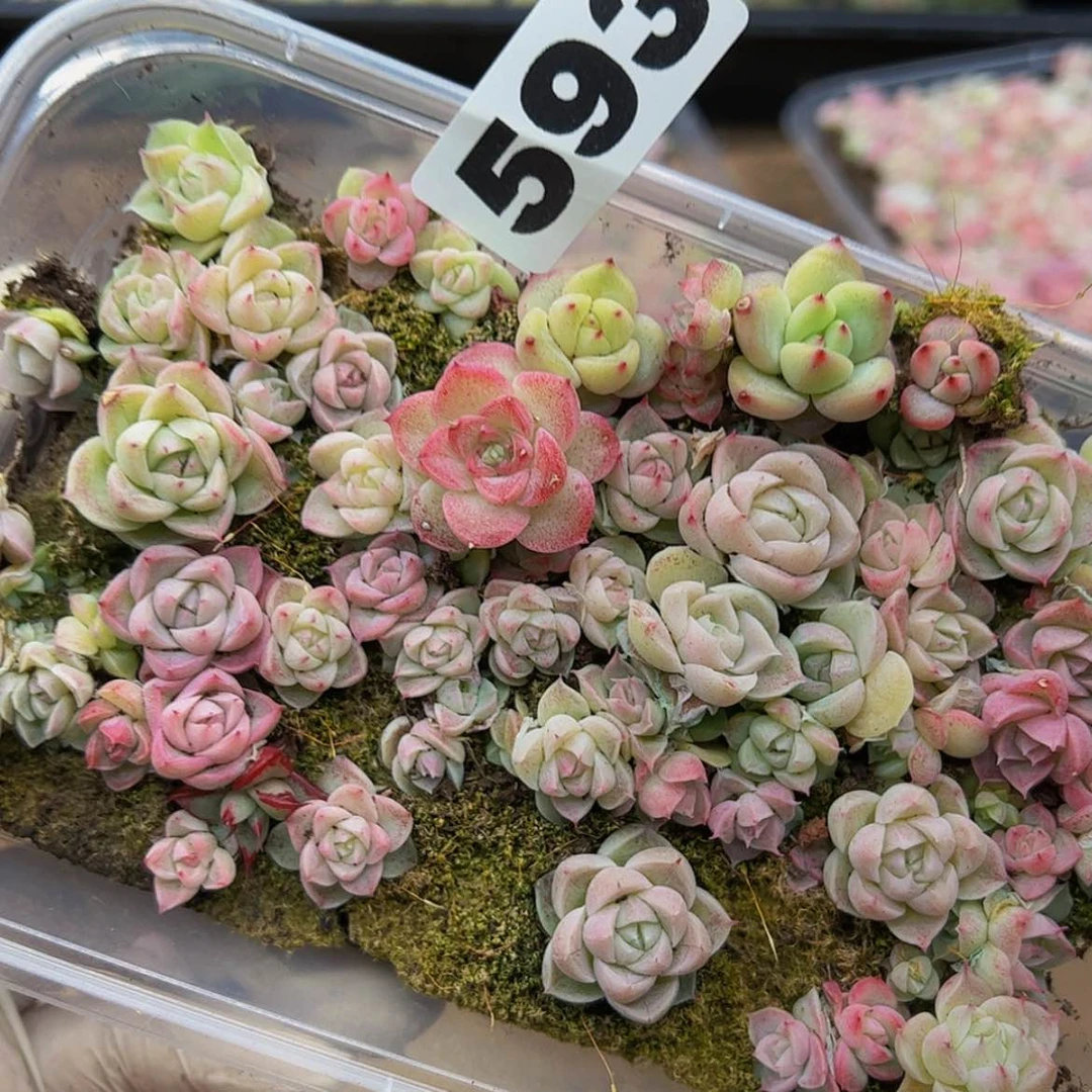 【闪购商品】多肉植物593