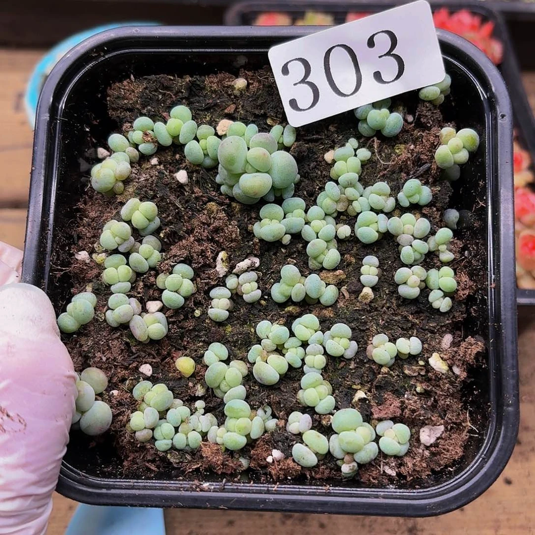多肉植物多肉植物303