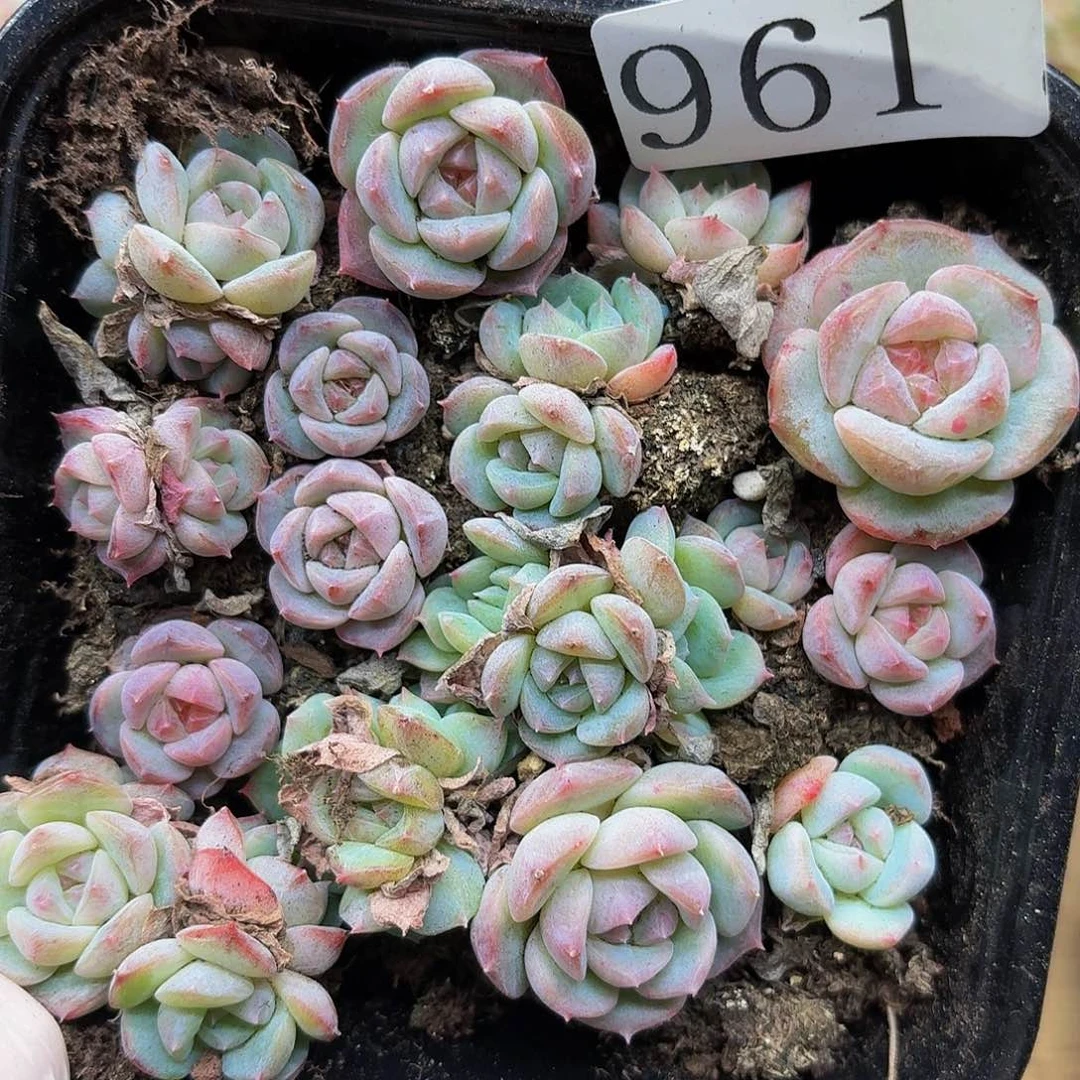 多肉植物多肉植物961