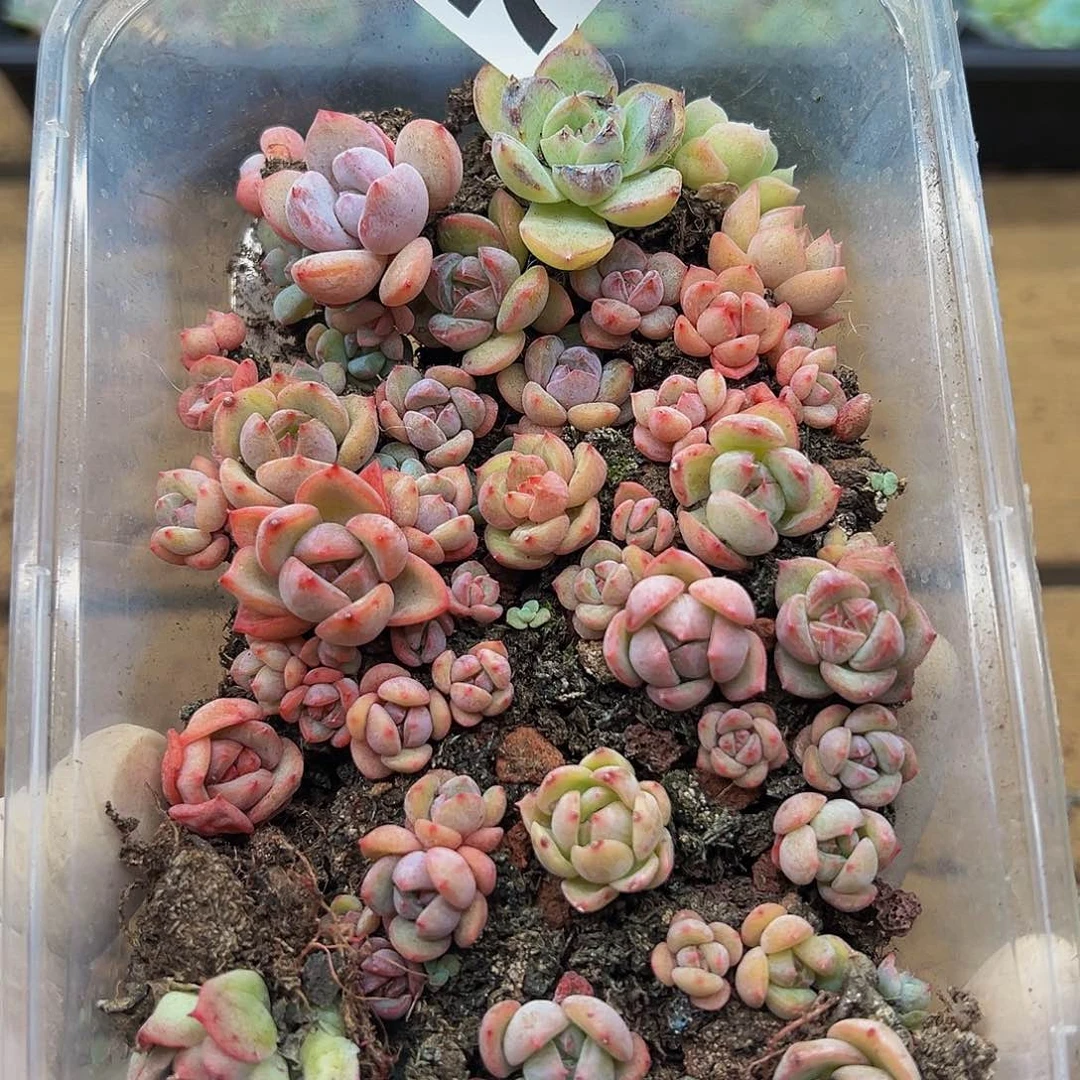 多肉植物多肉植物761