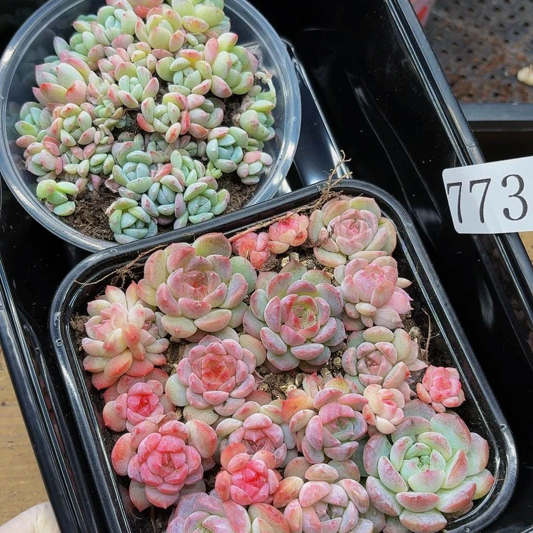 多肉植物多肉植物773