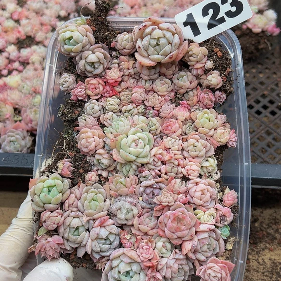 【闪购商品】多肉植物123