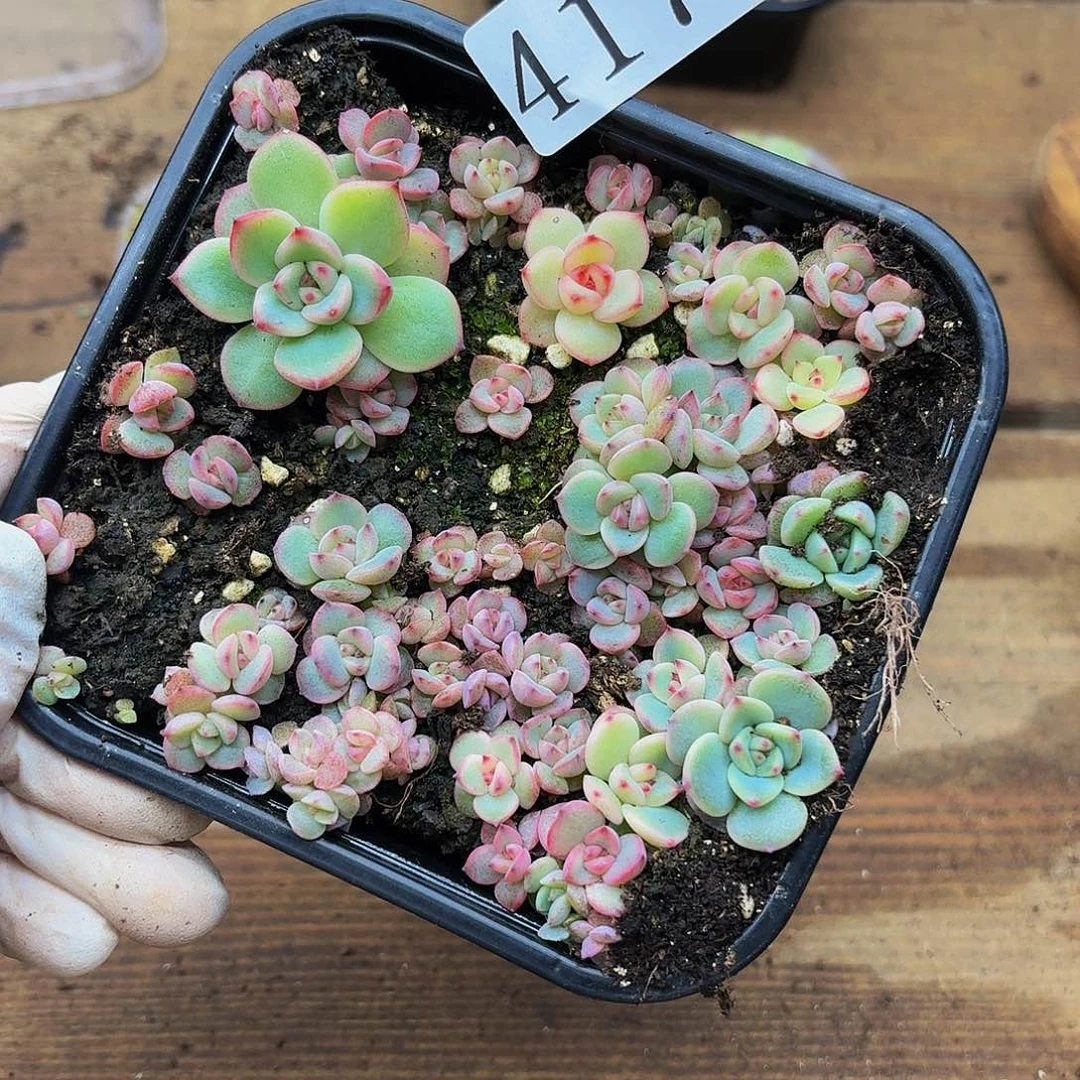 多肉植物多肉植物417