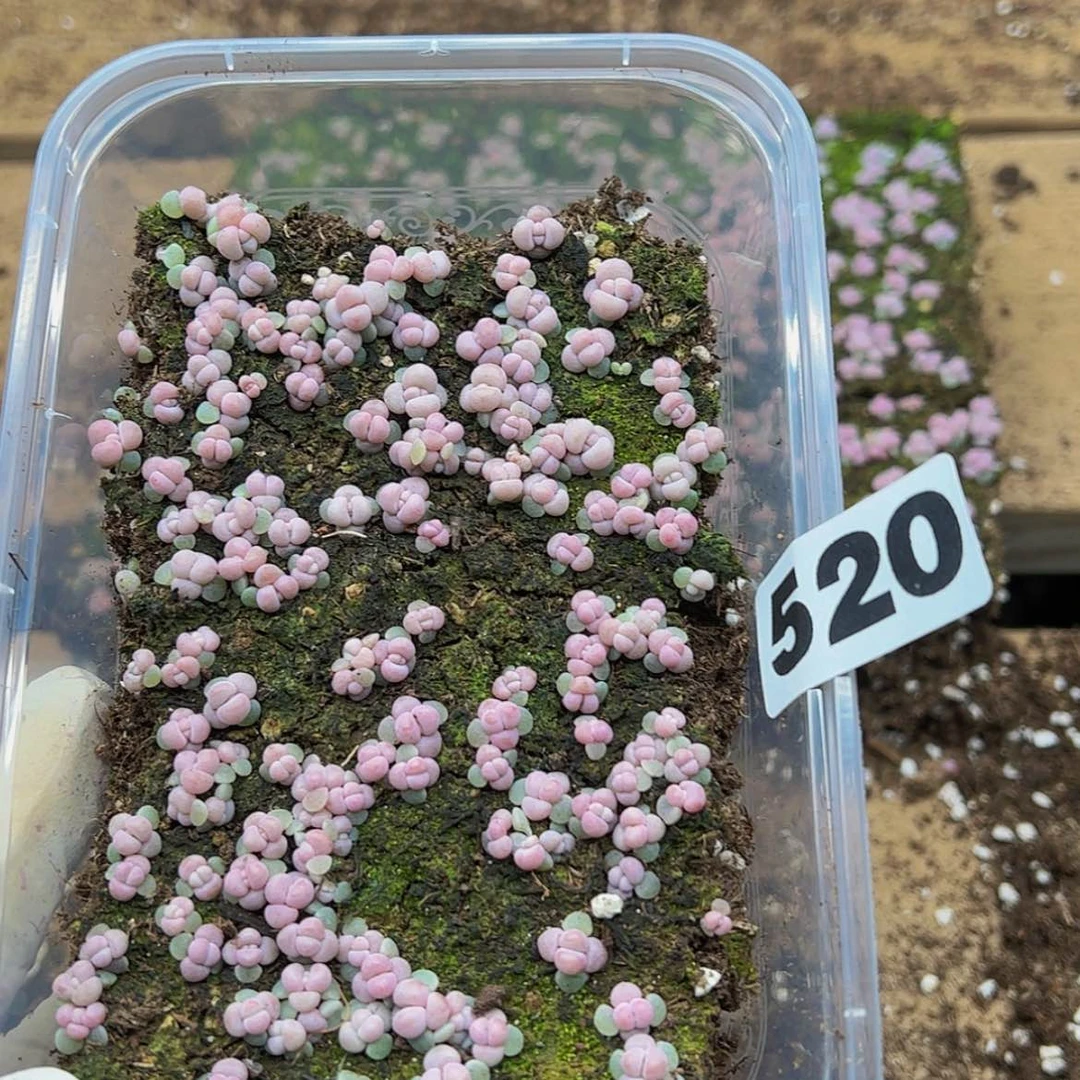 【闪购商品】多肉植物520