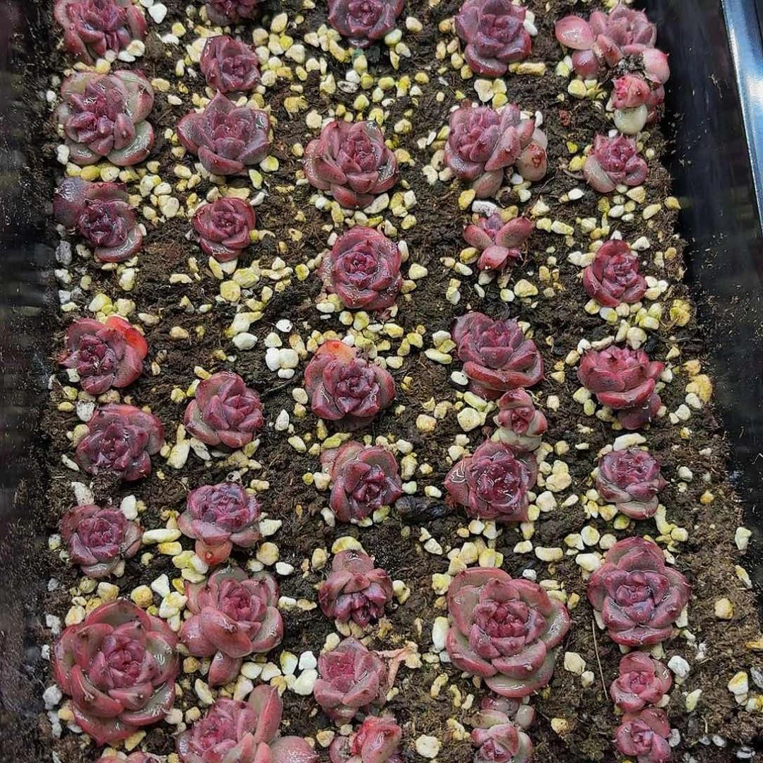 难*同多肉植物多肉植物447