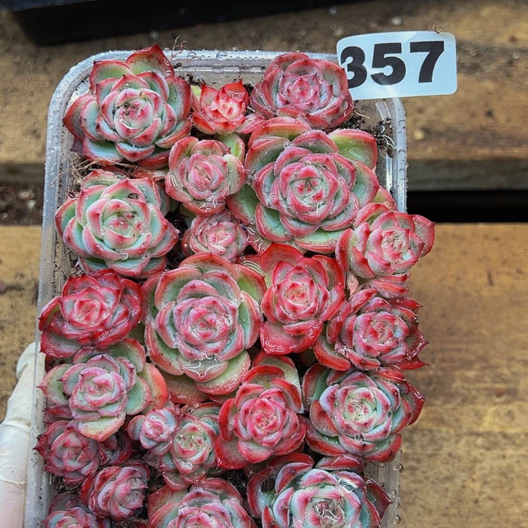 【闪购商品】357量拍