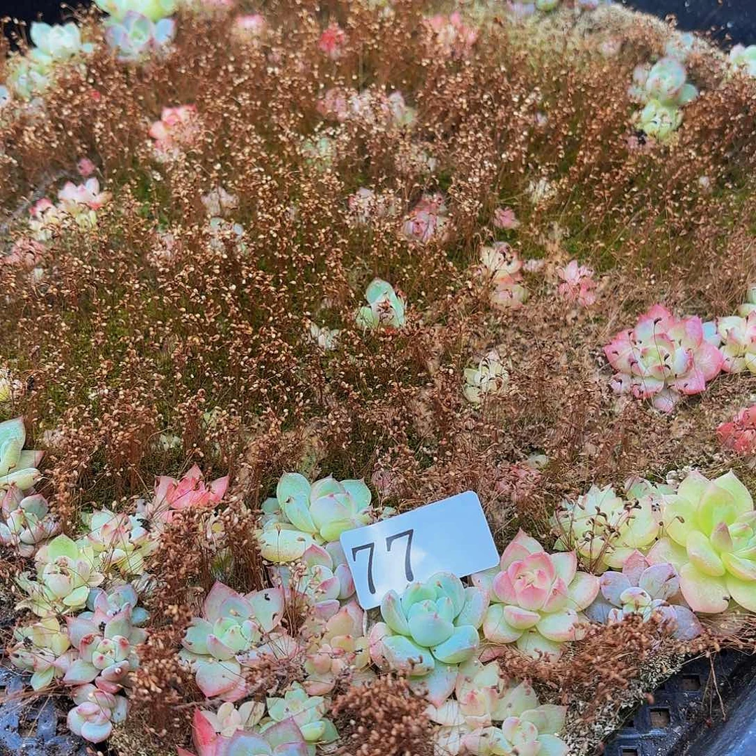 多肉植物多肉植物77