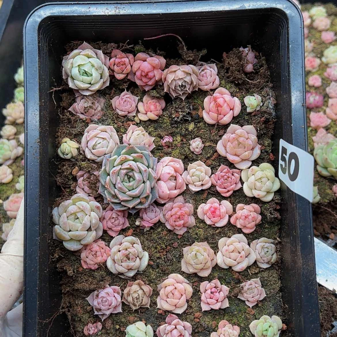 【闪购商品】多肉植物50