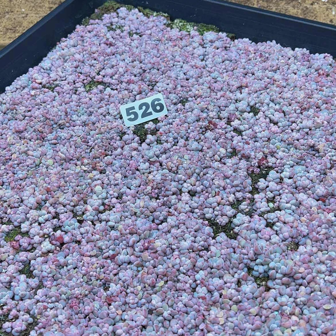 【闪购商品】耶*多肉植物526