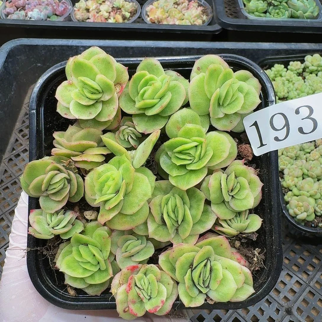 多肉植物多肉植物193