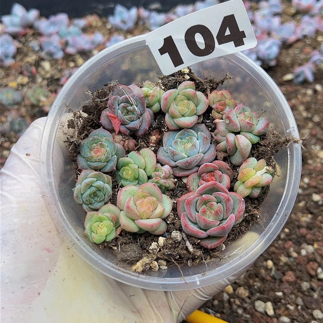 多肉植物多肉植物104