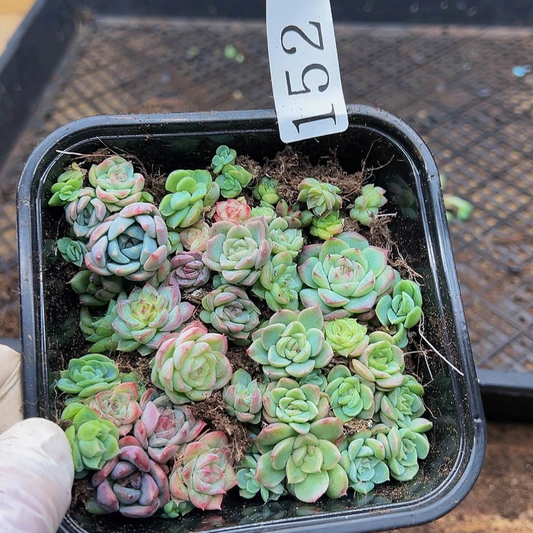多肉植物多肉植物152