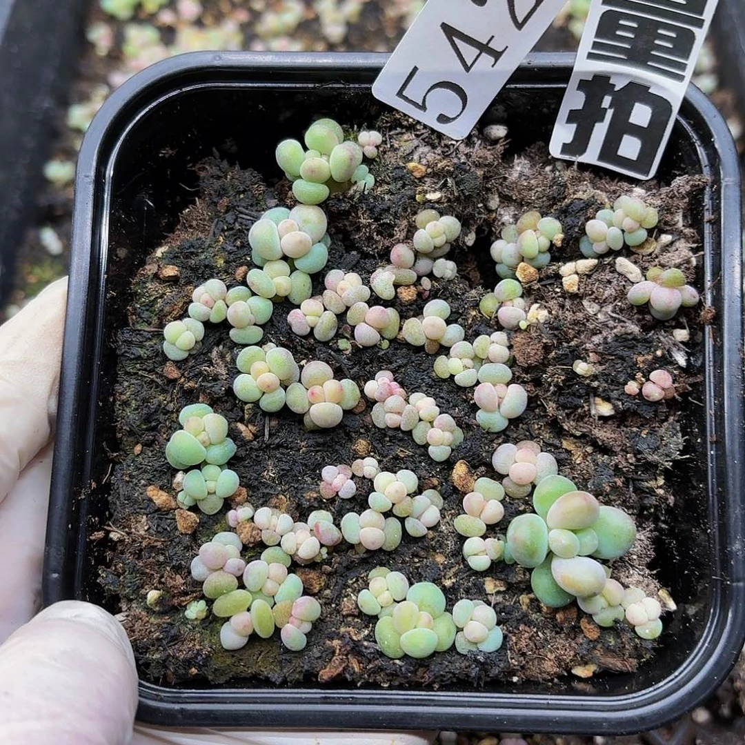 多肉植物多肉植物542量拍