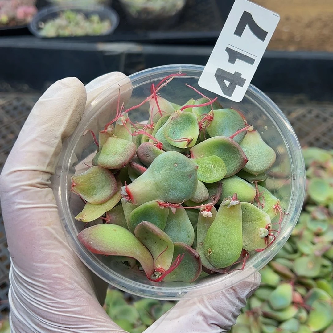 多肉植物多肉植物417