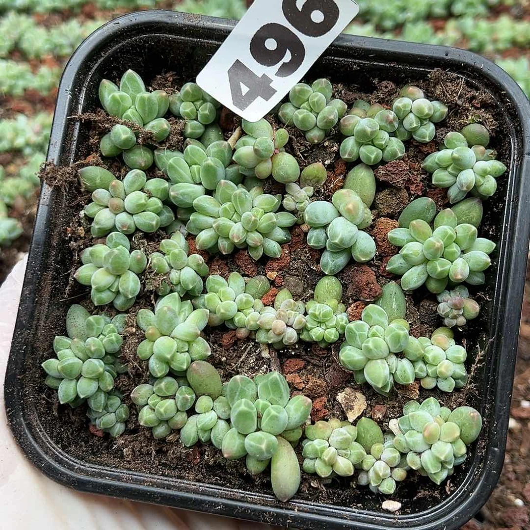 多肉植物多肉植物496