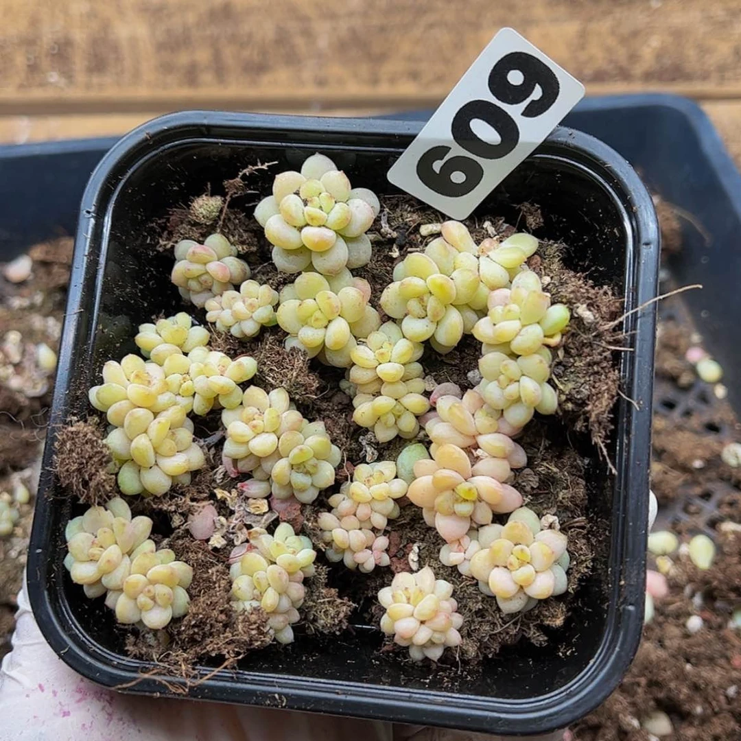 【闪购商品】多肉植物609