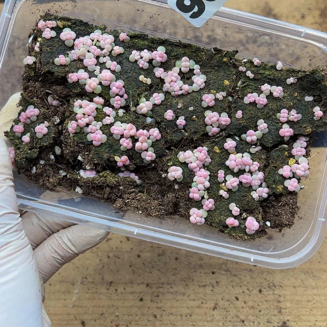 【闪购商品】多肉植物953