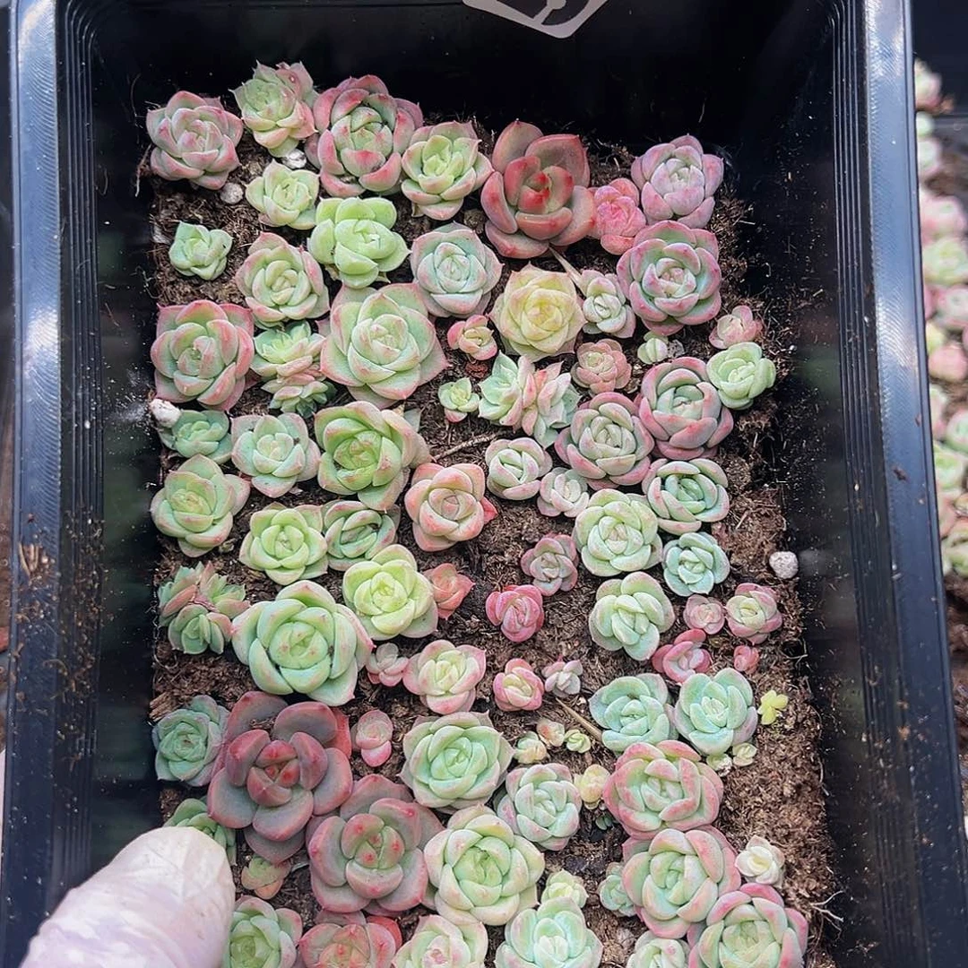 多肉植物多肉植物575