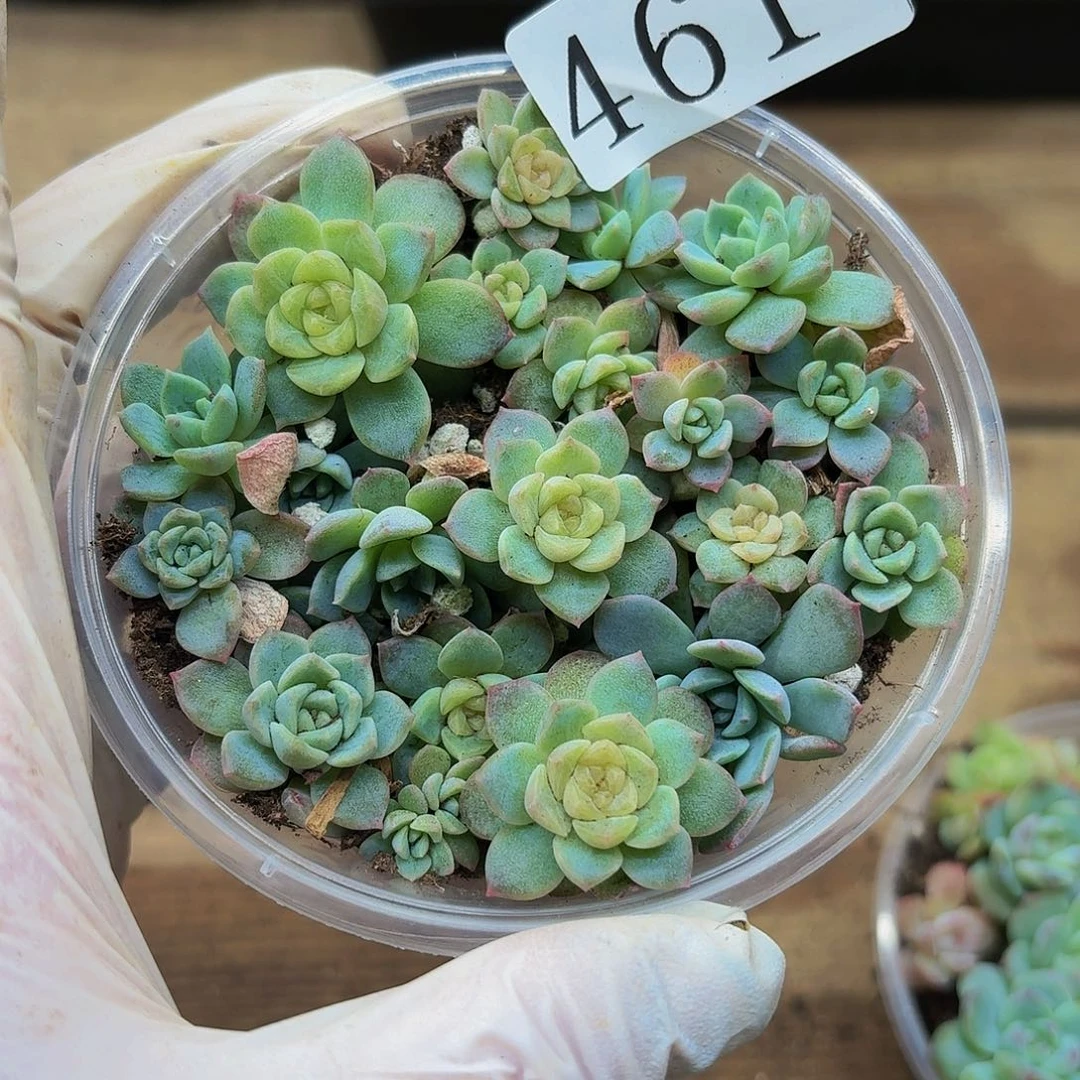 多肉植物多肉植物461