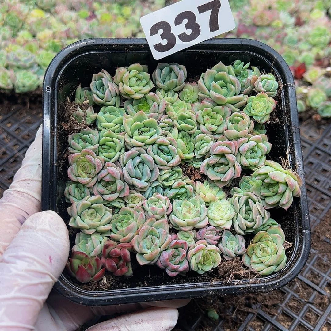 多肉植物多肉植物337