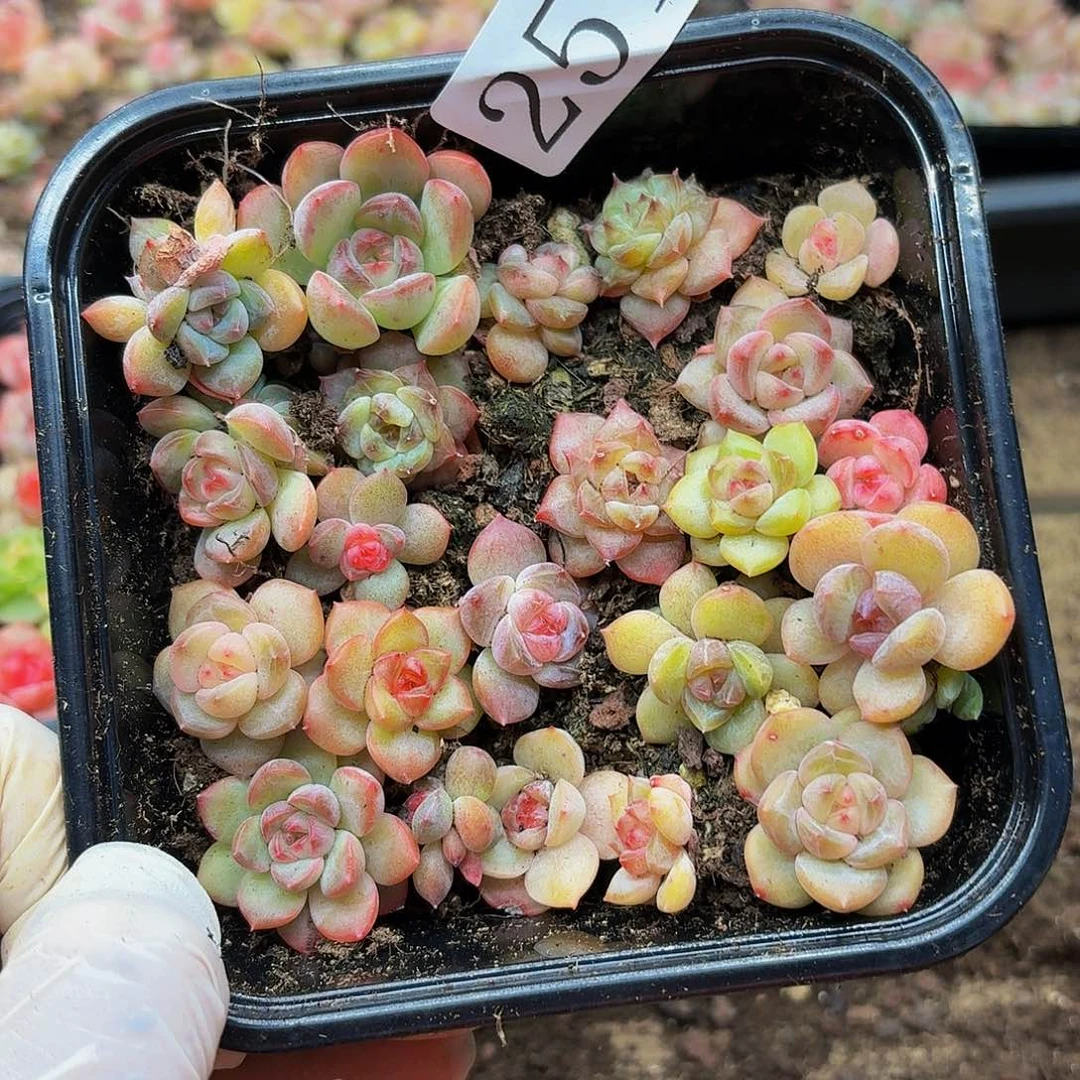 多肉植物多肉植物251