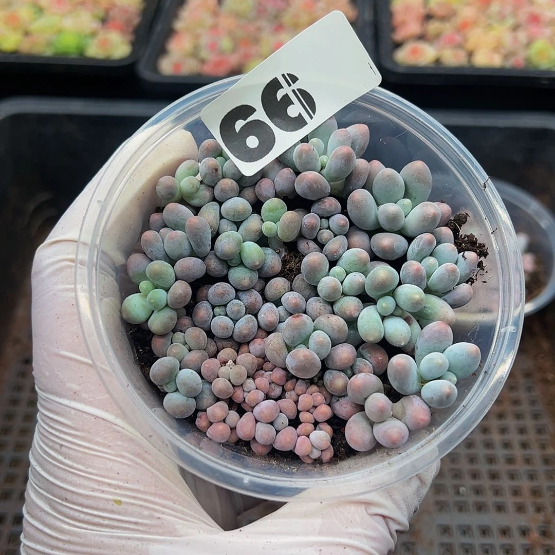 多肉植物多肉植物66