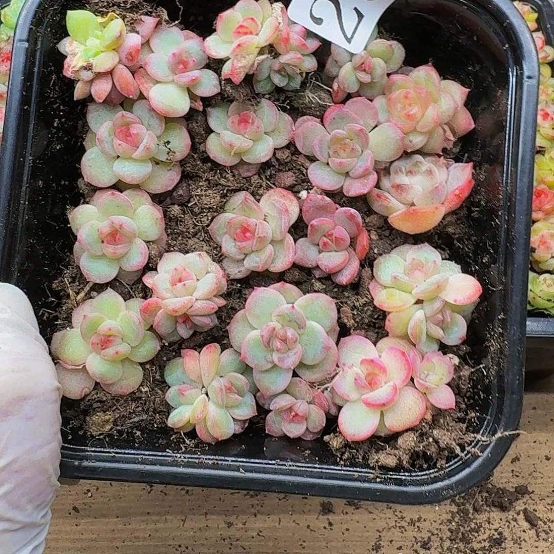 多肉植物多肉植物256