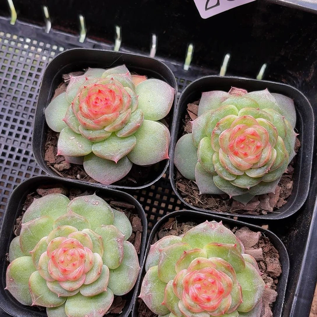 黄*瑞多肉植物多肉植物286