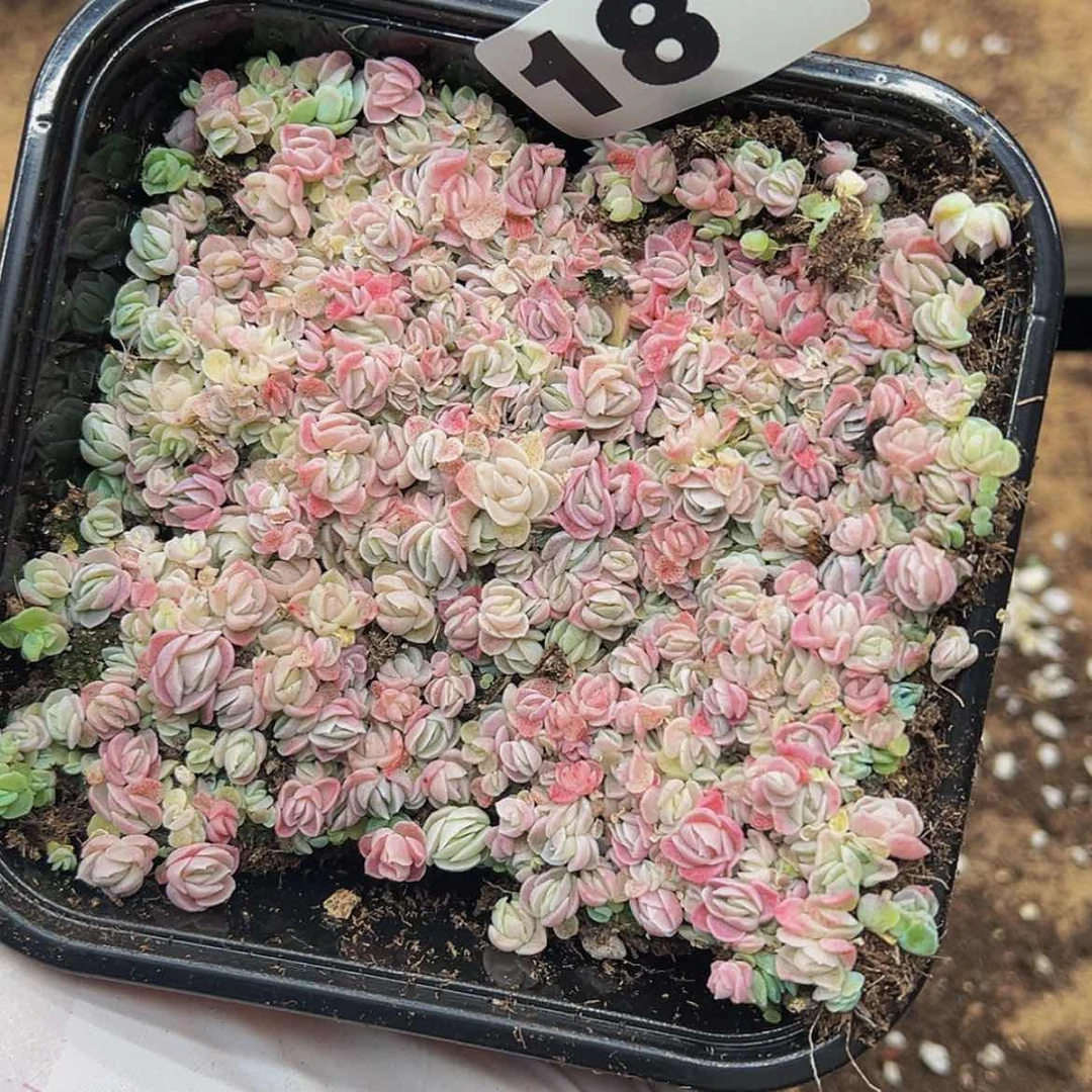 【闪购商品】多肉植物18