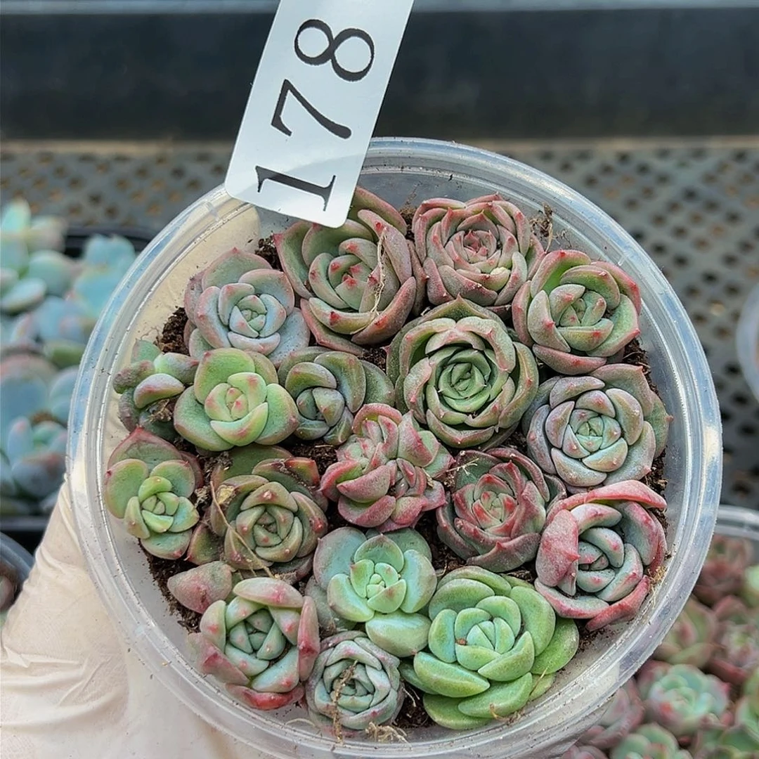 多肉植物多肉植物178